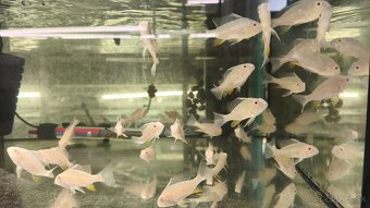 Akara Heckelli albino ,Heckeli - 6