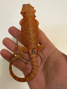 Red Agama bradatá - 6