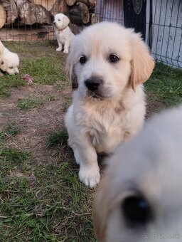 Zlatý retriever - 6