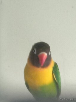 Agapornis škraboškový 2025-Samček aj Samička. - 6