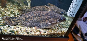 Sumčeky driftwood catfish - 6