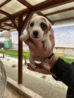 Jack Russell terier - 6