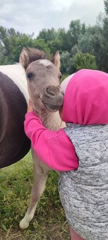 Predám žrebčeka Shetland - 6