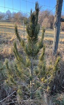Sibírsky Céder / Pinus Sibirica Stromčeky - 6