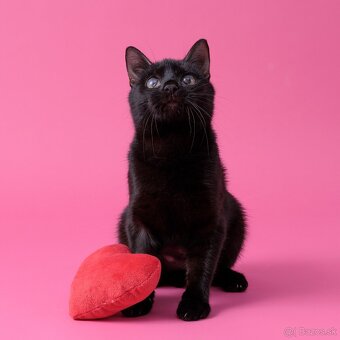 Drobučká mačička Zina - 6