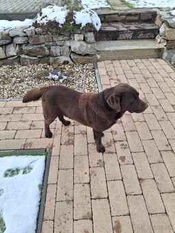 Darujem Labradora - 6