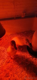 Indické bežce, indický bežec , kačka, kačky - 6