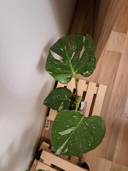 Monstera thai constellation - 6