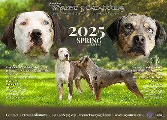 Louisianský leopardí pes – Louisiana Catahoula s PP - 6
