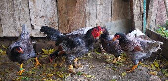 Rezervovane. Predám, vymenim indické Bojovnice - 6