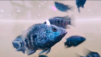 ‼️TOP RYBY ‼️ - 6