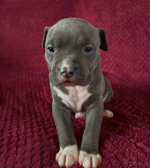 Prodej štěňat American Bully Teplice - 6