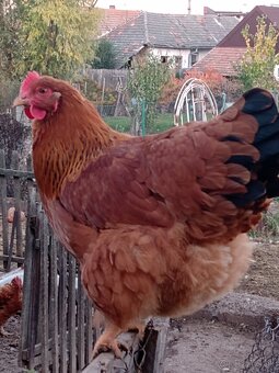 Hempšír kuriatka - 6