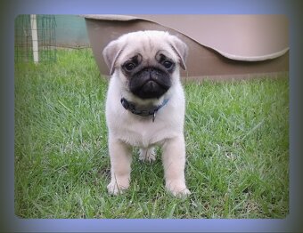 MOPS s PP.FCI. - 6