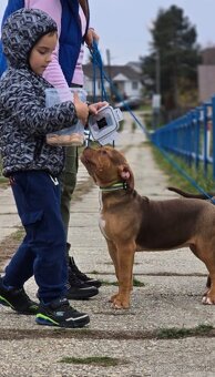 American bully - 6