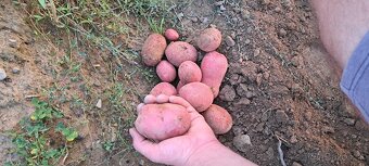 Zemiaky konzumné Spišské Vlachy - 6