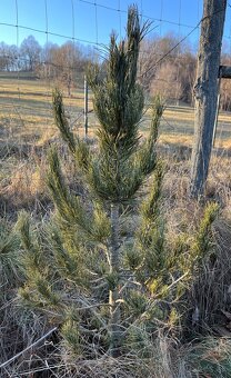 Sibírsky Céder / Pinus Sibirica sadenice - 6
