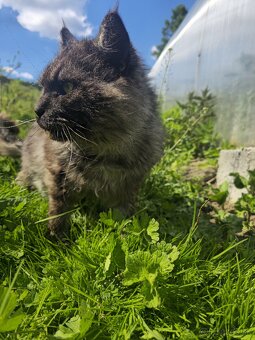 Maine Coon na krytie - 6