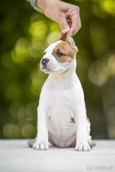 AMERICKÝ STAFORDSHIRSKY TERRIER - 6