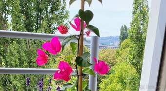 Bugenvilea (Bougainvillea) červená, fialová, cyklámenová - 6