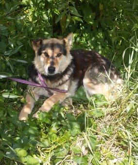 Darujem rozumnú sučku Lindu - mix ovčiak a husky - 6