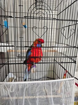 Samec rozela penant - 6