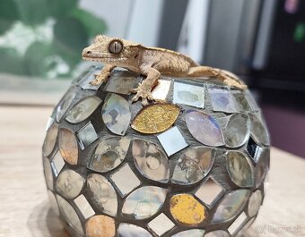 Pagekon Riasnaty - 6