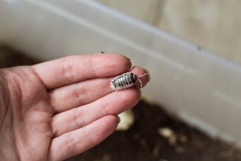 Isopody- Porcellio leavis - 6