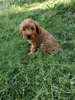 Maltipoo mini, maltipo - 6