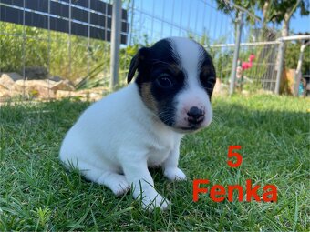 Jack Russel Terier - 6