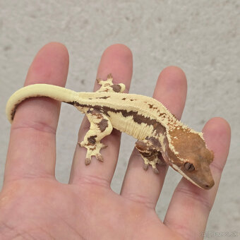 Pagekon riasnaty - C. ciliatus z vlastneho odchovu od 30€ - 6