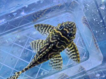 Pleco - 6