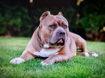American Bully krytie - 6