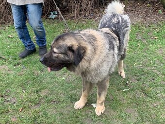Kaukazský ovčiak - 6