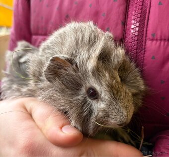 Morské prasiatka, morča - 6