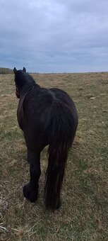 Predám ťažnú kobylu - 6