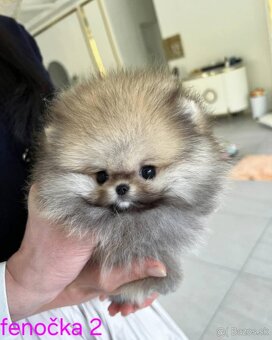 Pomeranian mini - 6