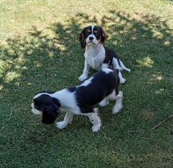 Cavalier, kavalier, cavalier king charles spaniel - 6