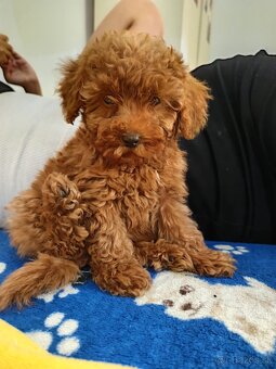 Toy Pudel - 6