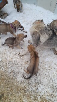 Československý Vlciak - 6