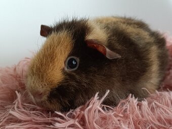 Morčatá Us Teddy - 6