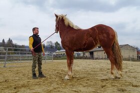 Ťažný kôň na predaj - Flámsky žrebec - 6