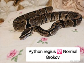 Python Regius a Boa Constrictor - 6