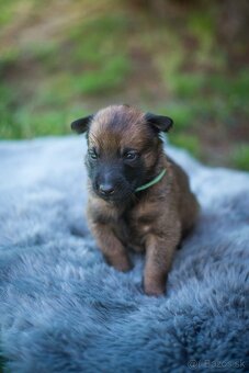 Belgický ovčiak Malinois - 6