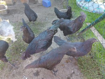 Ayam Cemani - 6