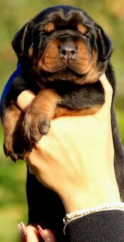 Doberman šteniatka na predaj - 6