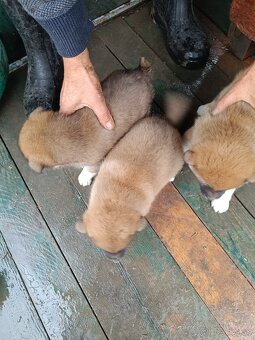 Šteniatka shiba inu - 6