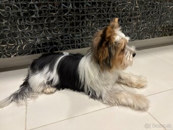 Biewer Yorkshire Terrier - 6