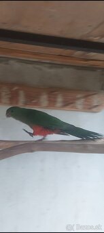 Papagaj kralovsky - 6