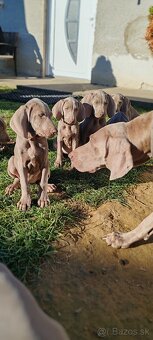 Weimarsky stavač - 6